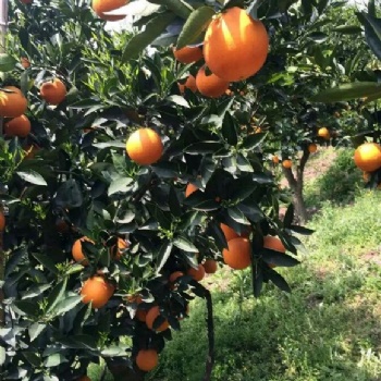 厂家促销 脐橙柑橘防虫网 耐酸碱 抗老化 防腐蚀