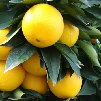 厂家订购 脐橙柑橘防虫网 抗老化 耐酸碱