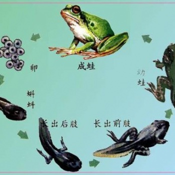 青蛙养殖成本的关键因素，禾牧黑斑蛙高产养殖技术