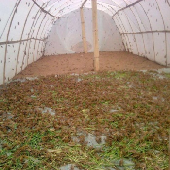 厂家限量供应蝗虫蚂蚱养殖网低密度易清洗