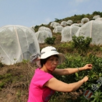 赣州脐橙种植防虫网防虫害防鸟害大宽幅密度大好用结实