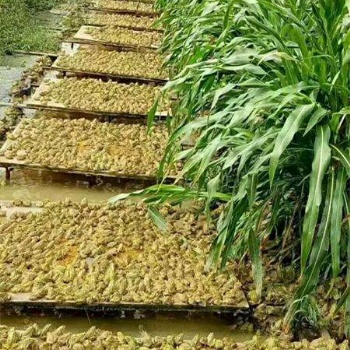 2019有前景的养殖业 禾牧黑斑蛙养殖将财富尽收囊中