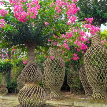 紫薇编织 花瓶造型 园林绿化 庭院绿植 耐寒耐旱