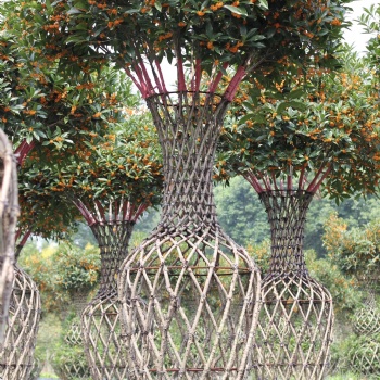 北美海棠 园林造型景观 花瓶 编艺植物 园林工程 景观绿化