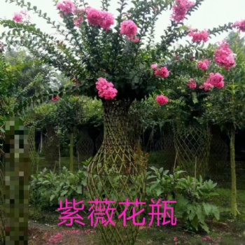 紫薇花瓶产地 紫薇造型 园林绿化景观树