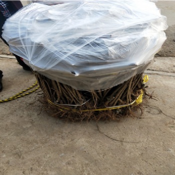 红灯樱桃树苗价格，红灯樱桃树苗种植基地