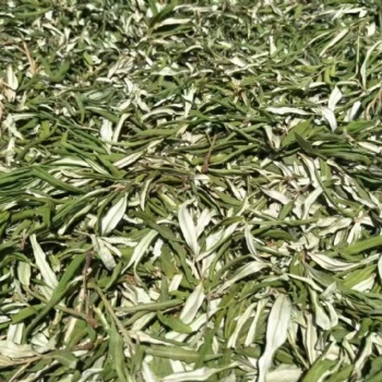 沙棘叶原料 宁夏产地野生沙棘叶供应 中药材沙棘叶产地批发