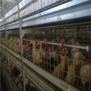 肉鸭笼养设备 养鸭设备 笼养肉鸭 山东贺富畜牧设备有限公司