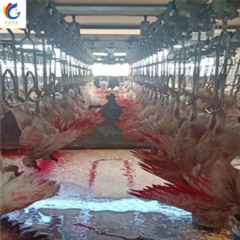 鸽子全自动屠宰流水线 乳鸽宰杀成套设备供应 肉鸽子屠宰生产线图片