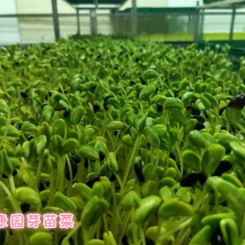 芽苗菜算不算是发芽的蔬菜，它到底有没有危害人体