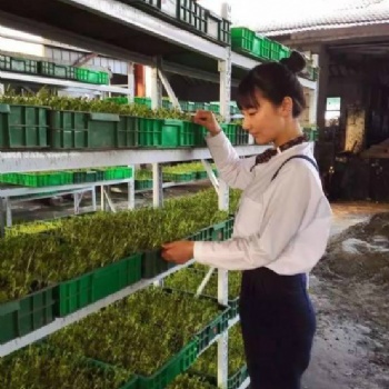 益康园富氧有机芽苗菜种植基地亲授技术