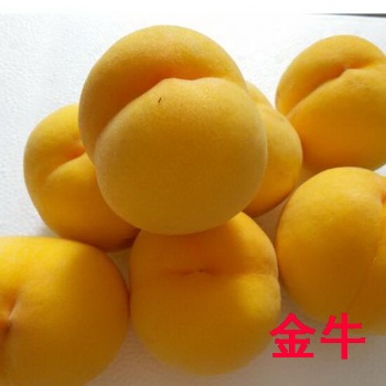 中国黄桃之乡供应新品种黄桃树苗