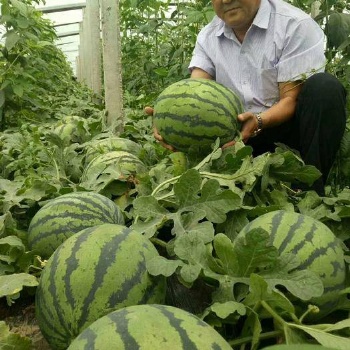 山东京欣西瓜产地价格便宜