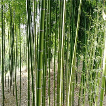 山东竹子种植基地，竹子出售