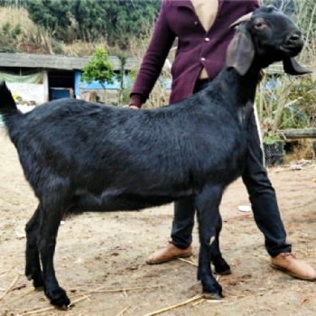 努比亚黑山羊种公羊黄金羊波尔山羊怀孕母羊