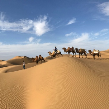 九棵树沙漠旅游沙漠摄影
