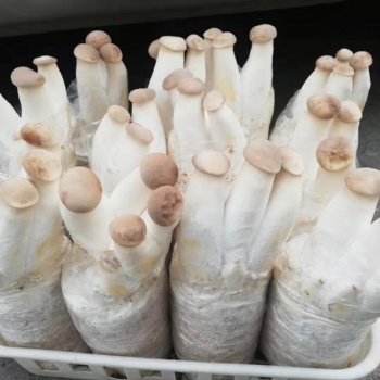 美味又营养的活体菌菇当天送货