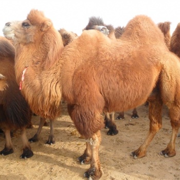 骆驼驼奶粉代加工，提供优质的代加工，**货源