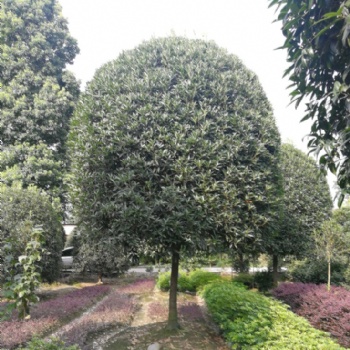 成都桂花基地成都桂花树促销