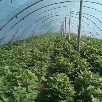 新疆西瓜红红薯苗价格基地