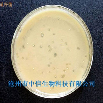 乳酸菌/促进动物生长/净化养殖水体/饲料添加剂