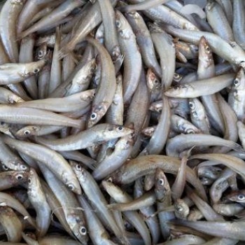 厄瓜多尔沙丁鱼进口报关一定准备好这些资料