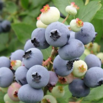 丹东特产蓝莓苗蓝莓水果苗木