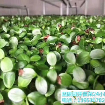 水培芽苗菜怎么培育-益康园