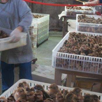 巫山养殖黑红羽香鸡苗市场前景好，求购正宗香鸡苗，红羽土鸡苗厂家电话