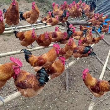 德江养殖乌皮红羽土鸡苗市场行情与价格 求购正宗的红羽土鸡脱温苗