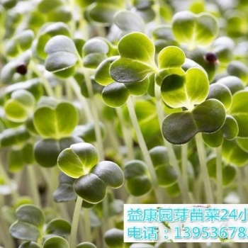哪教种植芽苗菜技术-益康园