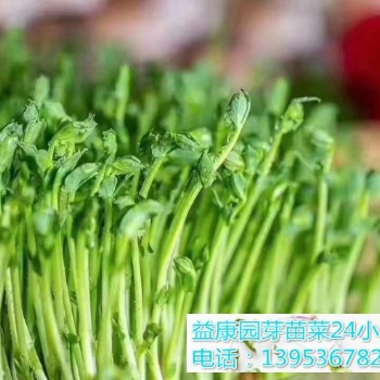 100平方米芽苗菜利润多少-益康园
