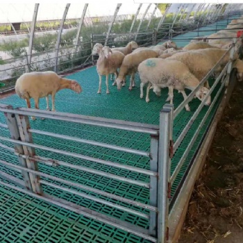 高架羊床漏粪板安装好搭建塑料羊粪板羊铺板规格