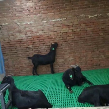 自动化养羊漏粪板塑料育肥羊床隔凉保温羊铺板