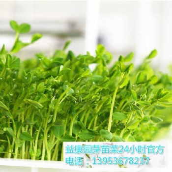 哪可以教芽苗菜种植技术-益康园