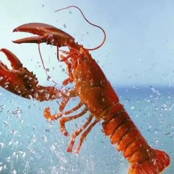 澳洲大龙虾进口一个柜的海运成本