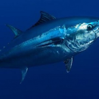日本的金枪鱼进口报关编码以及进口报关关税