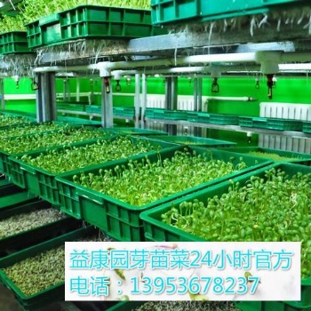 100平方米芽苗菜的利润能有多少-益康园芽苗菜