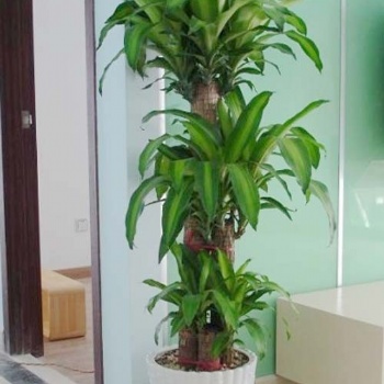 北京绿植花卉租摆公司