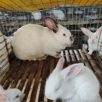 南宁永圆种兔养殖合作社，选优质种兔免费教授养殖技术包回收
