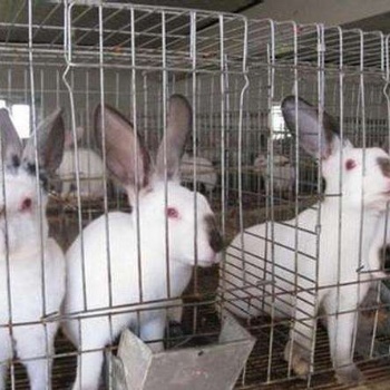 13年专业养兔桂林大型养兔场