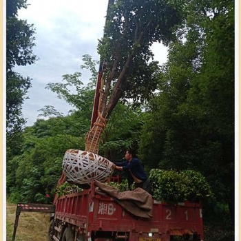 轻松购苗,不停浏阳移栽香泡-柏加香泡优惠啦！！