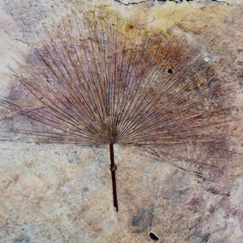 广东广州彩色透水地坪供应 压花压膜地坪 艺术地坪 地坪材料批发