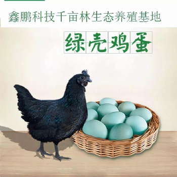 鑫鹏公司旗下【千亩林生态养殖基地】对外出售生态散养【无公害活鸡、鲜鸡蛋产品】： 【绿壳蛋鸡】原价18