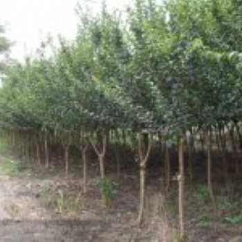 紫薇生产基地｜紫薇苗圃｜一年生紫薇｜紫薇报价