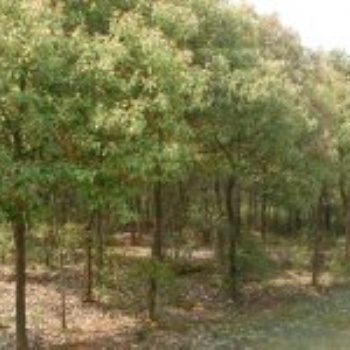 一年生香樟｜香樟苗圃｜香樟生产基地｜香樟供应