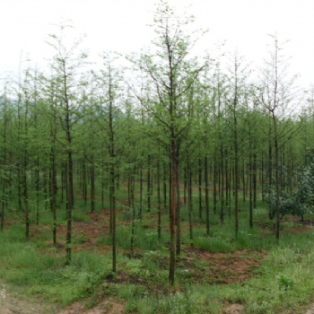 水杉报价｜水杉供应｜江西水杉生产基地｜水杉苗圃