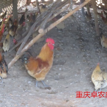 綦江地区乌皮红羽土鸡苗养殖市场 求购正宗的黑乌鸡苗厂家