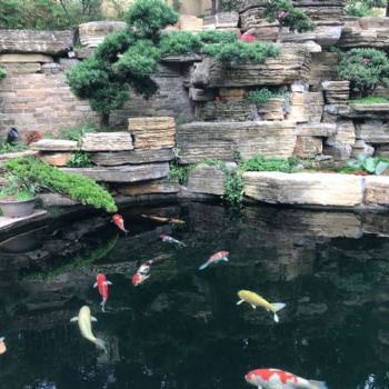 杭州买锦鲤鱼找海皇星锦鲤养殖场