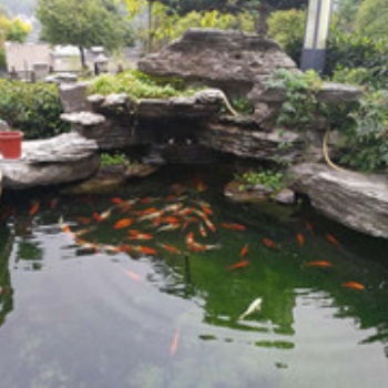 杭州锦鲤鱼、锦鲤鱼养护
